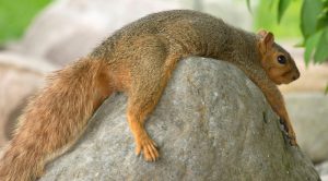 tired-squirrel2